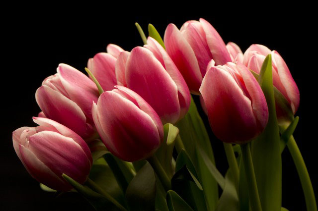 Ejemplo 9 Flores